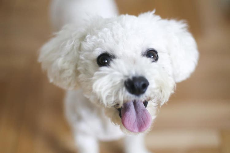 How to train your puppy