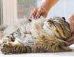 A cat being brushed 