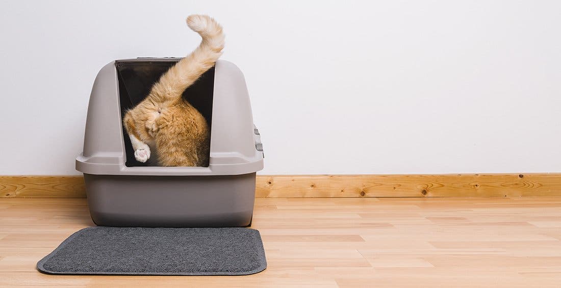 Orange cat walking into an enclosed litter box