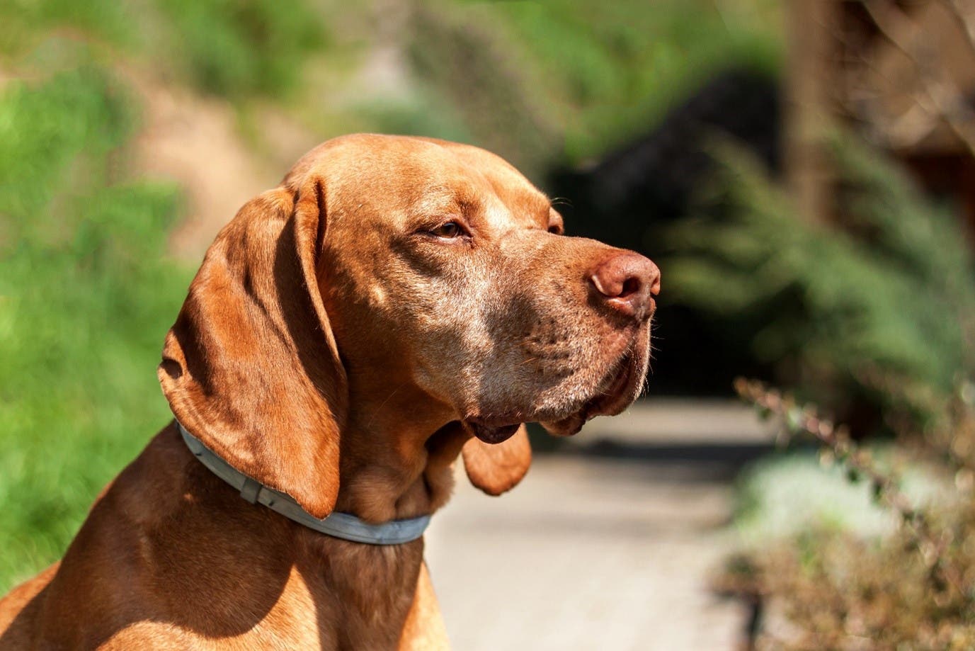 Dog wearing a Seresto collar