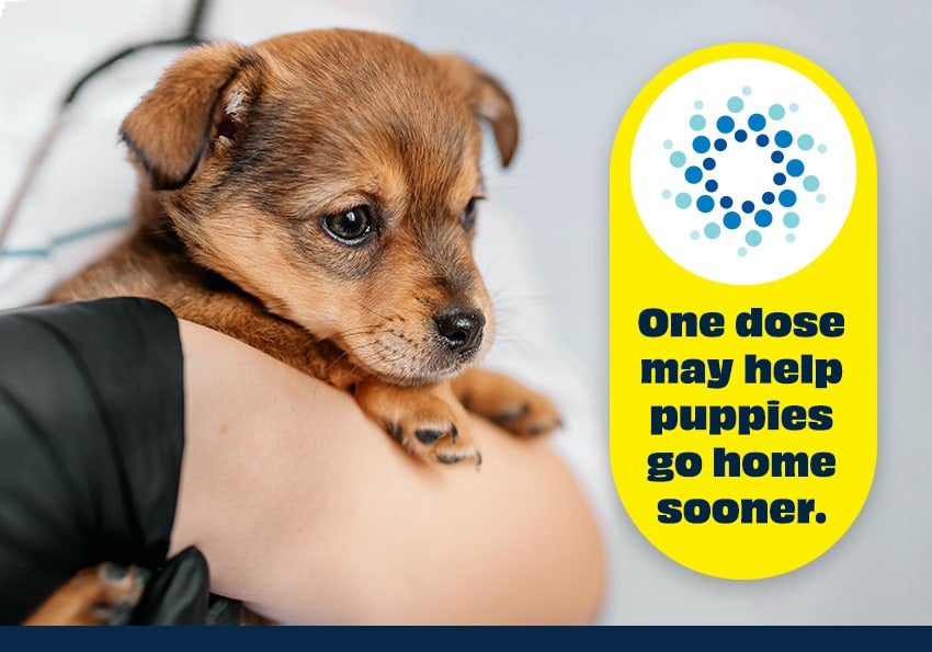 When is a puppy fully vaccinated hot sale for parvo