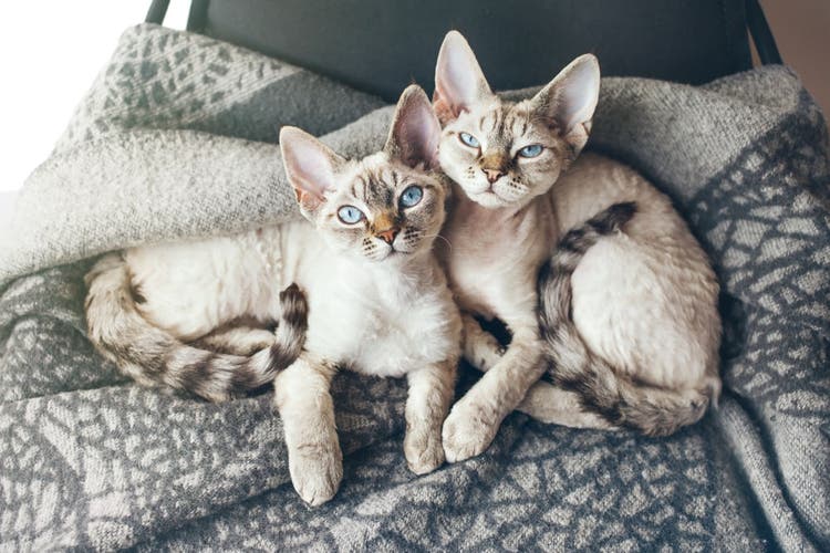 Rasy kotów, które nie uczulają - Devon Rex