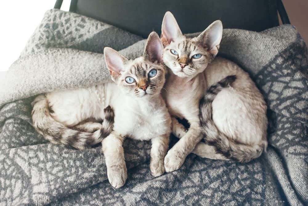 Rasy kotów, które nie uczulają - Devon Rex