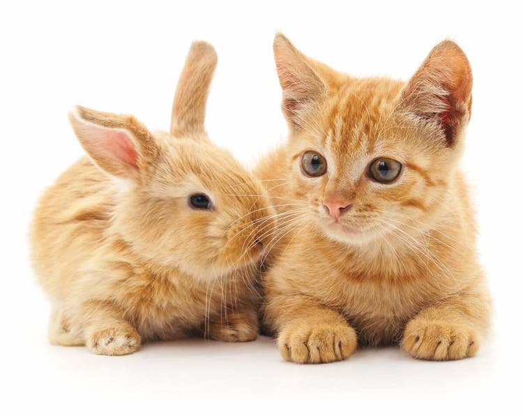Red Cat And Rabbit on a White Background