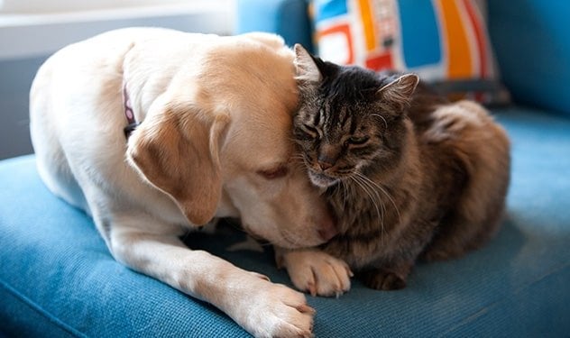 A yellow lab cuddling a long-haired tabby cat on a blue couch. 