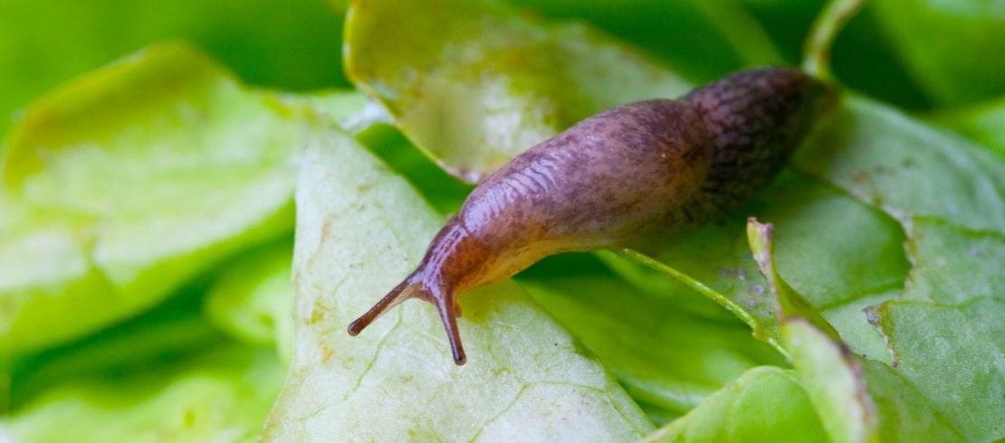 are slugs attracted to dog poop