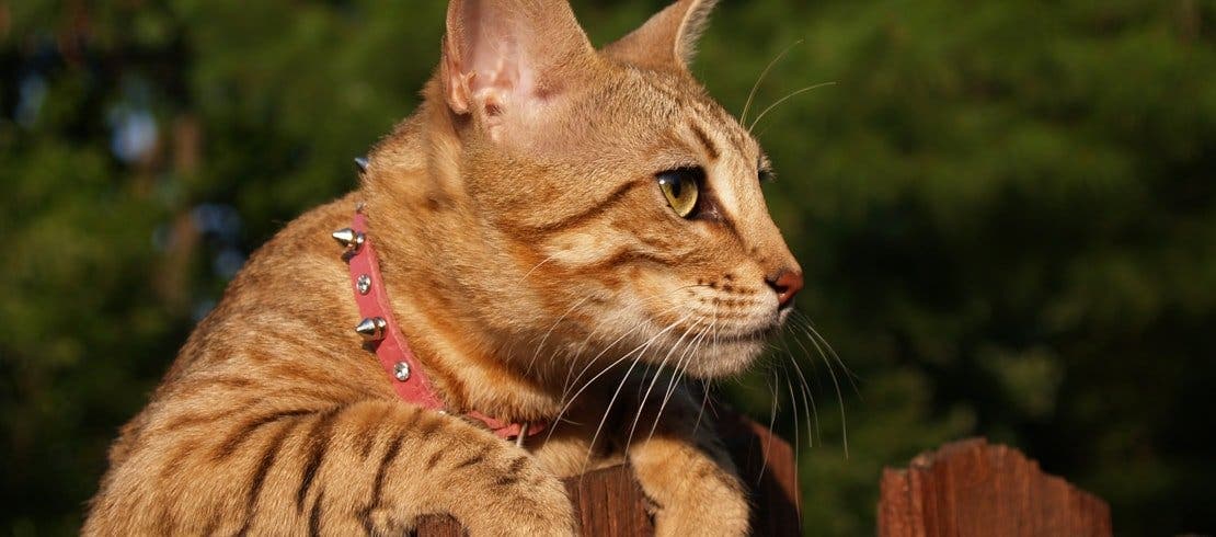 木製のフェンスに前脚をかけ、向こう側をのぞく茶トラの猫