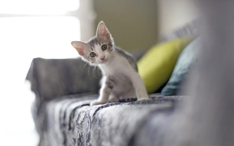 Kitten on couch