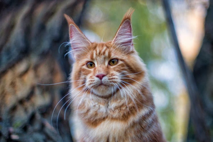 Długowłosy kot maine coon