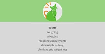 The differences in the symptoms of heartworm in dogs and cats.