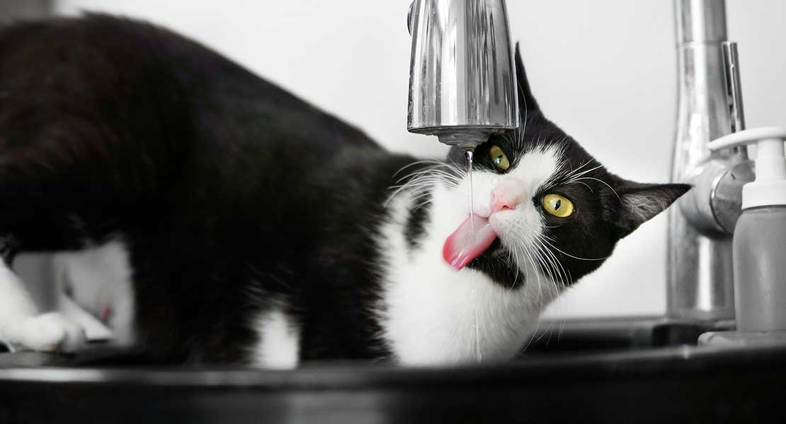 Black and white cat drinking from a faucet