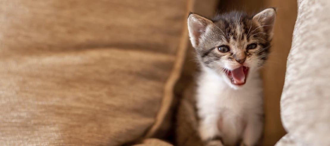 Young kitten sitting on bed