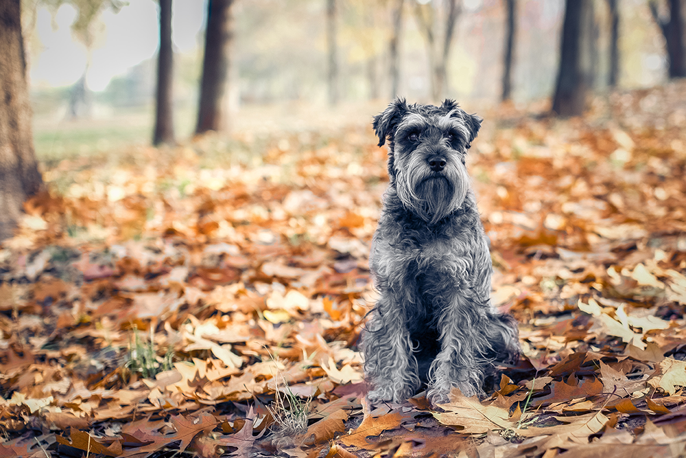 Schnauzer in het bos