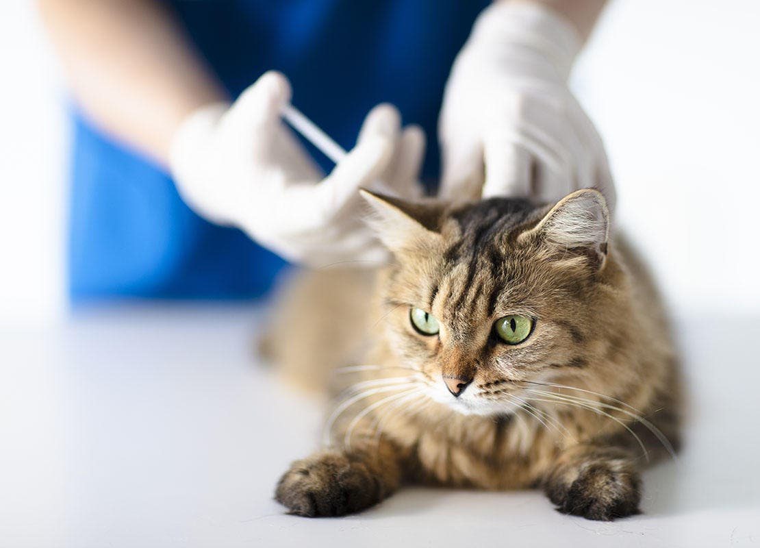 Tierarzt impft eine Katze