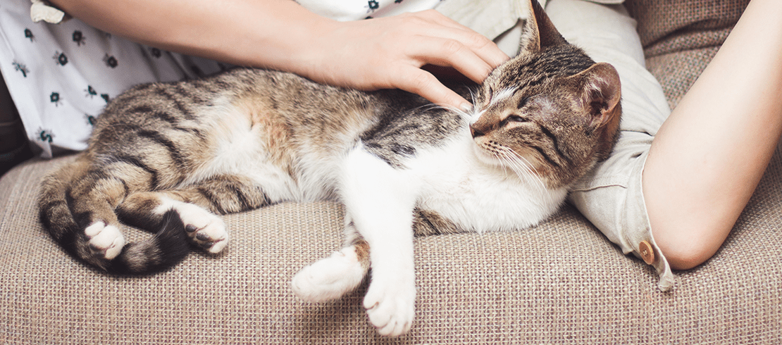 Pet owner stroking th tabby cat on the sofa, confident that they are happy, healthy and parasite free