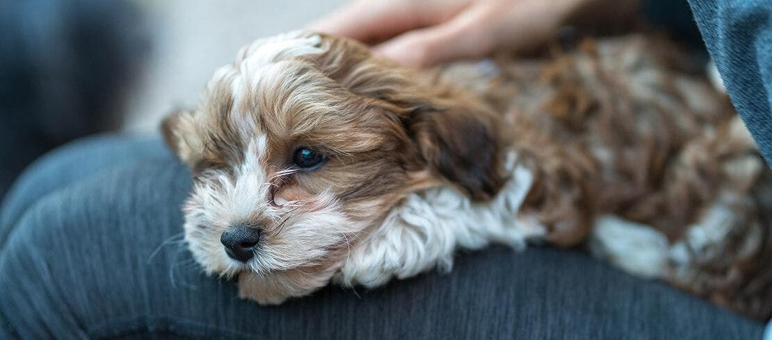 Havanese dog cuddling in woman’s lap