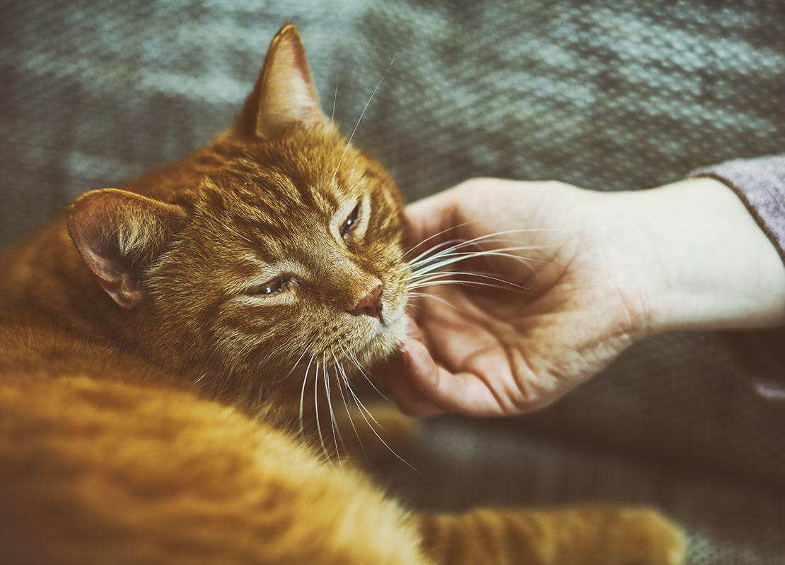 Orange-farbene Katze liegt auf dem Sofa und wird von ihrem Frauchen gestreichelt