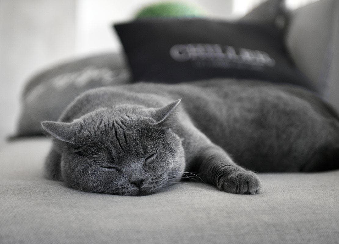 Imagem preto e branco de um gato cinza dormindo no sofa 