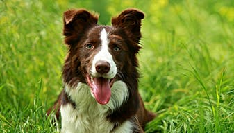 Happy brown dog in grass 