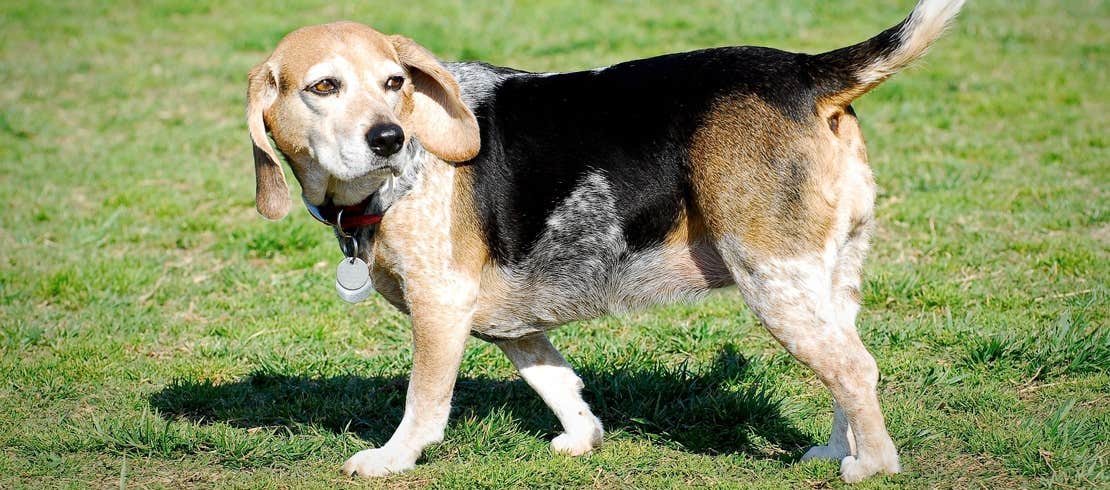 An elderly beagle walking through a field of grass.