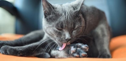 Gray cat licking paw 