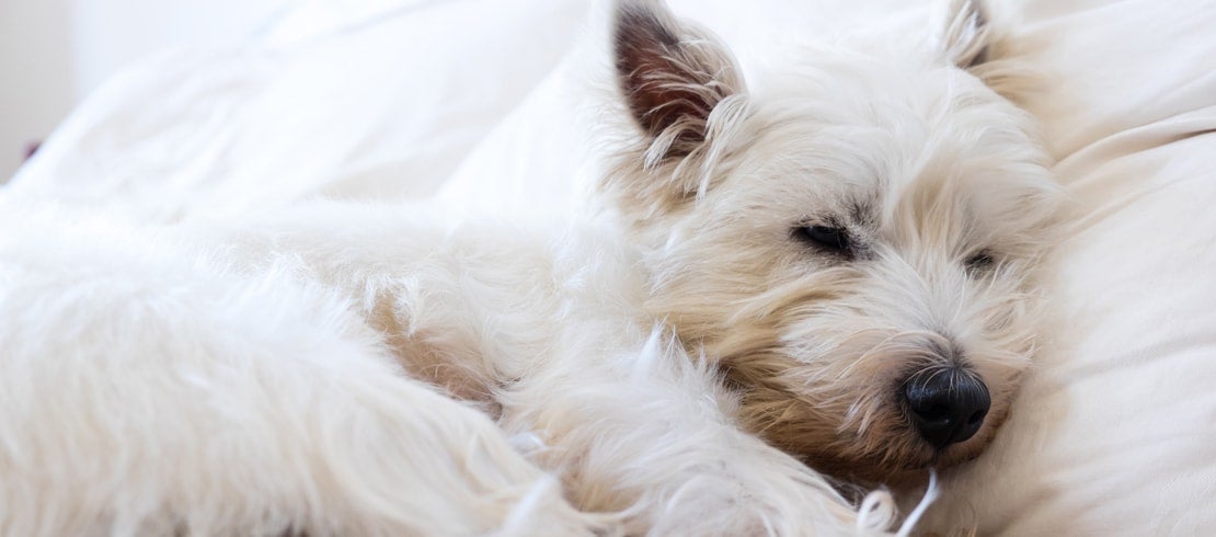 A white West Highland Terrier dog sleeping peacefully on a bed.