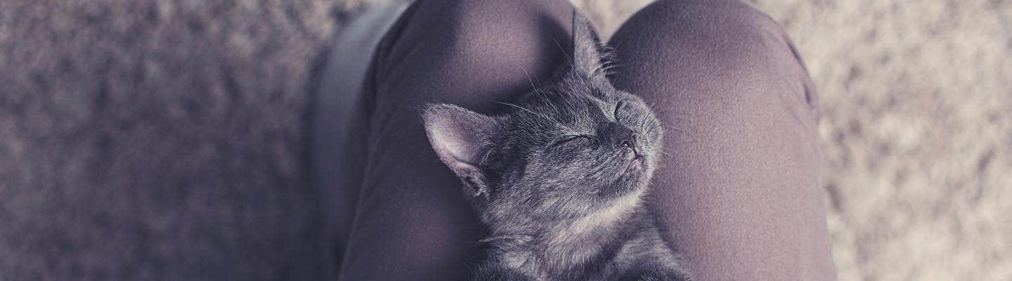 Grå kat hviler 
