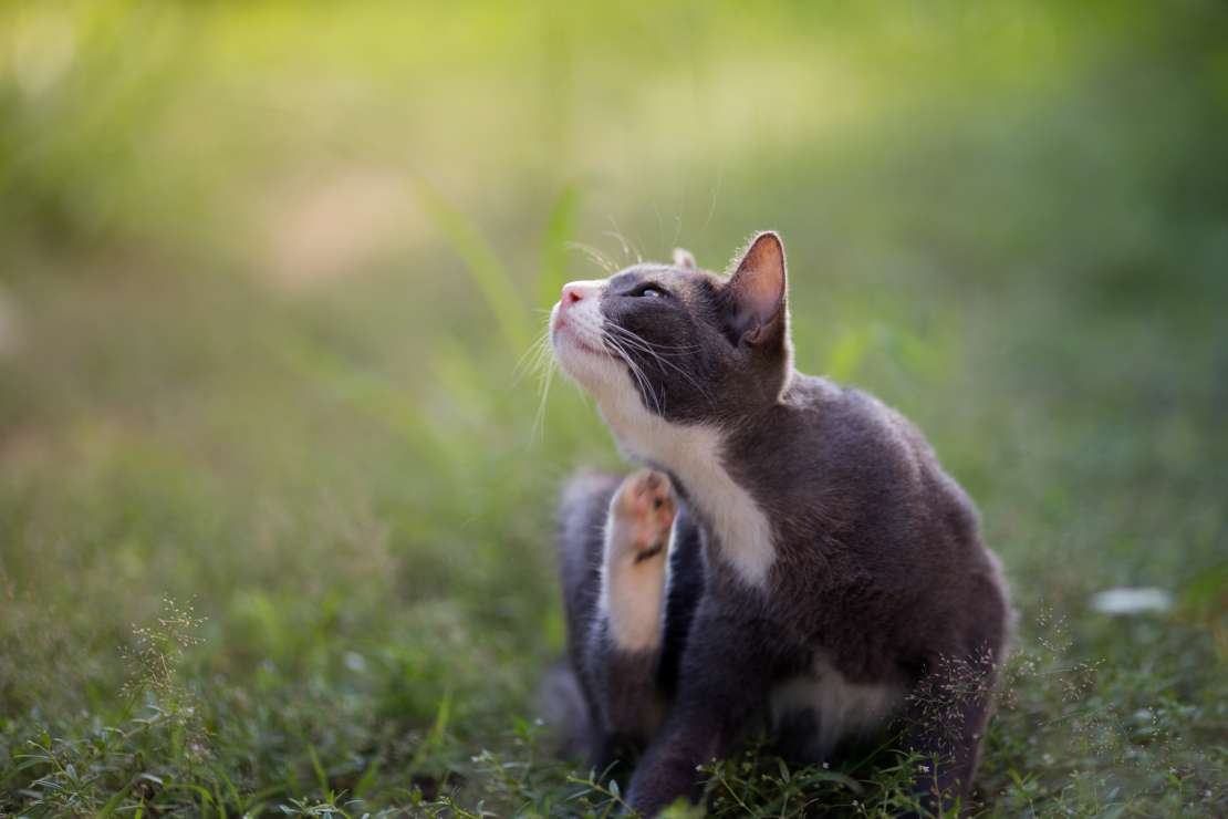 Photo d’un chat qui se gratte Les puces de chat se nourrissent de sang et peuvent être transmises par un animal à un autre.
