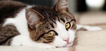 sad-tabby-cat-lying-on-rug