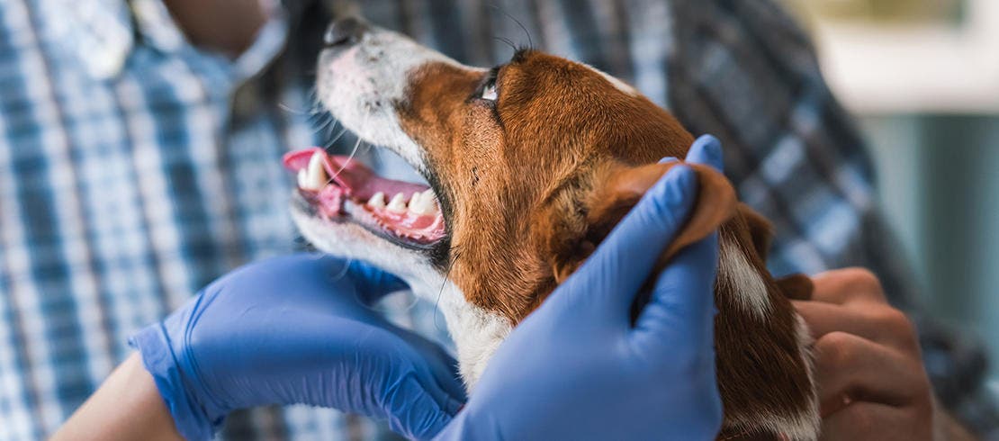 Dog being checked by vet for ticks and tick bites which could lead to Lyme disease in dogs