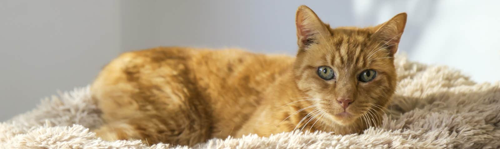 Cat lying on bed