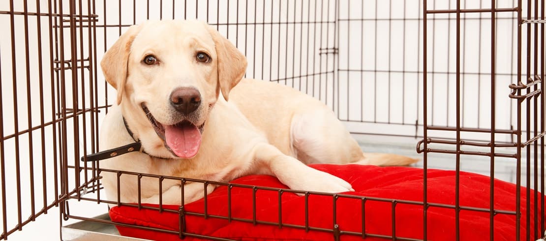 A yellow lab relaxing in a dog crate.