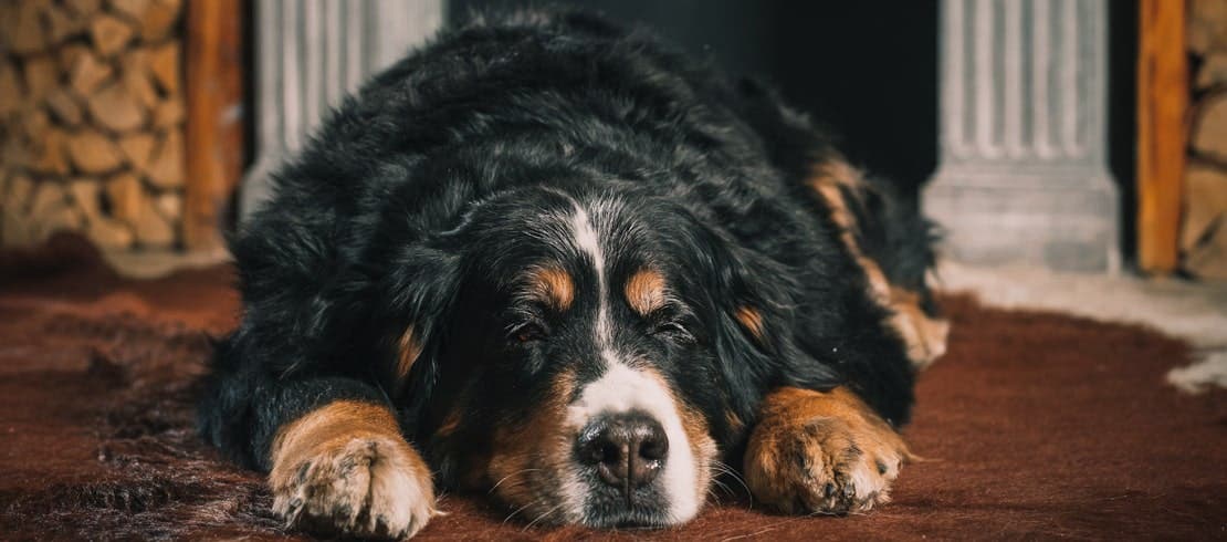 An elderly Bernese Mountain Dog asleep on a hardwood floor. 