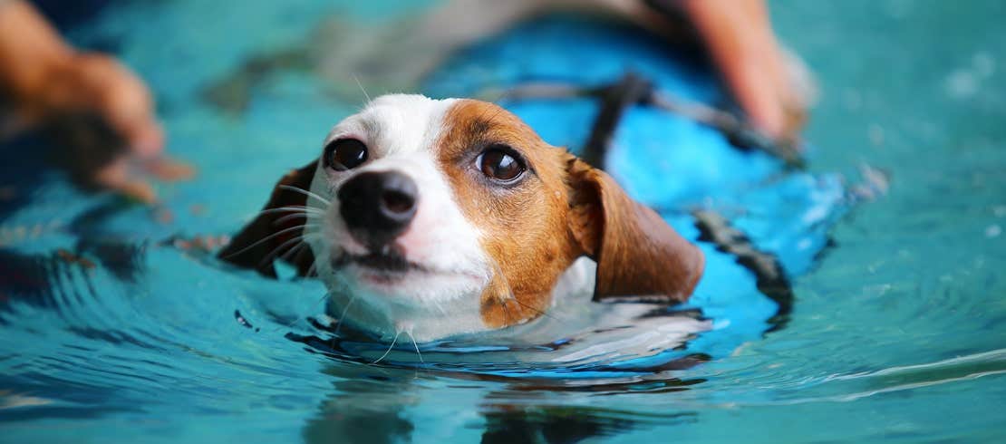 Owner teaching dog how to swim in a pool.