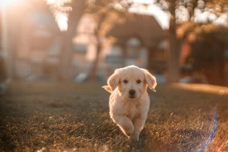 How long does it take fleas to die?
