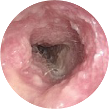 Inflamed ear canal of dog ear