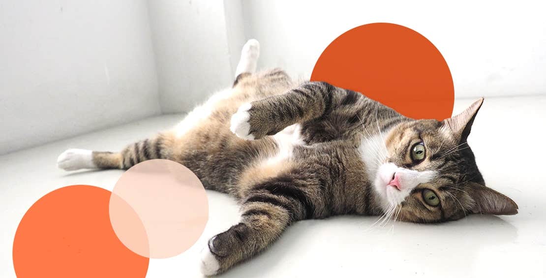 Cat lying down on floor