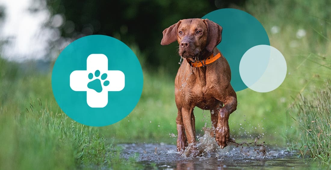 Dog splashing in a puddle in high grass