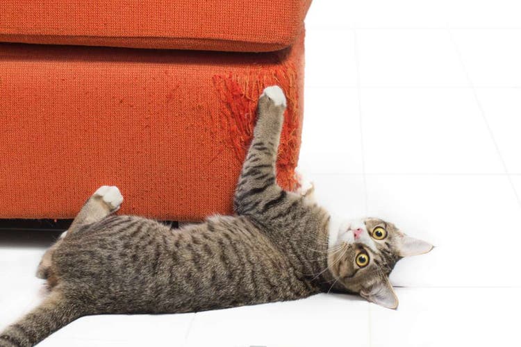 cat scracthing on the sofa