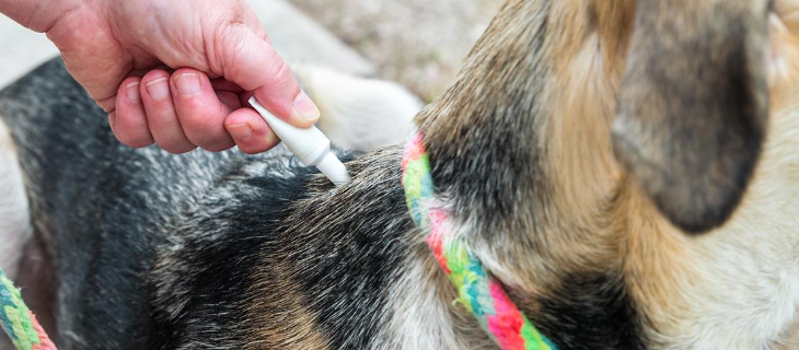 Hund der behandles med  et spot-on loppemiddel