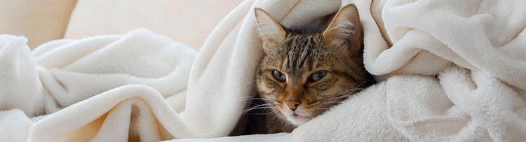 Fyra sätt att stoppa din katt från att klösa inomhus