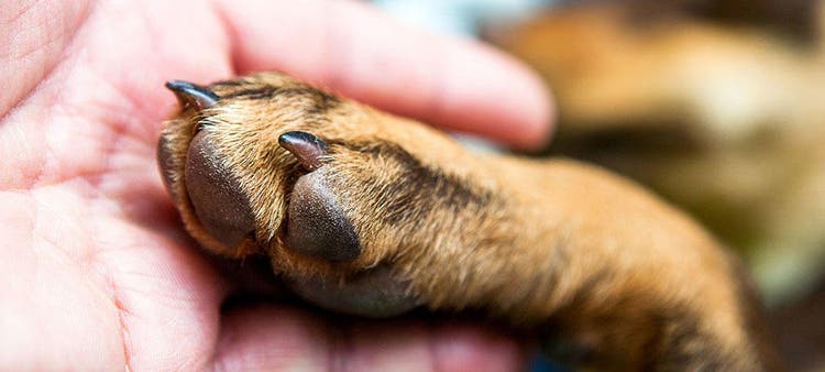 Pfotenpflege beim Hund. Nahaufnahme einer Hundepfote mit langen Krallen