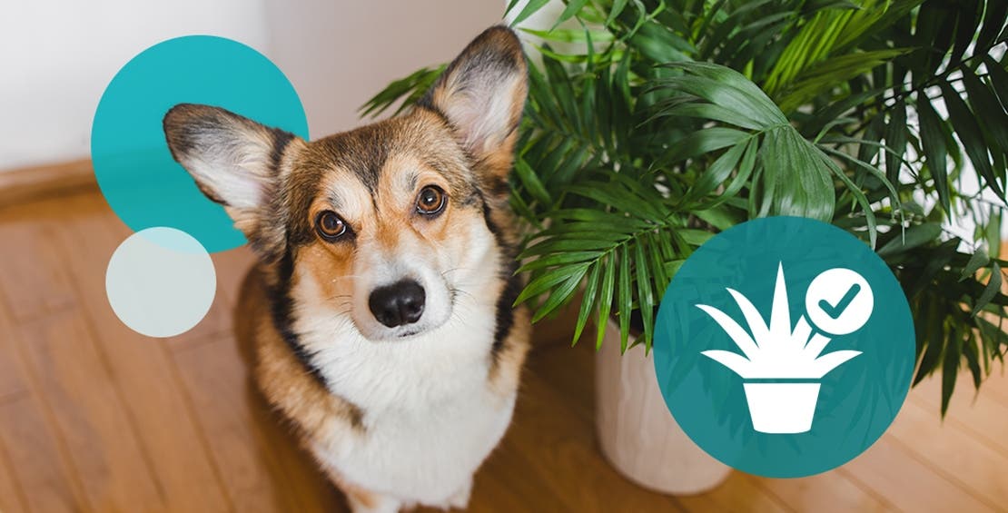 Corgi sitting next to a potted houseplant safe for pets