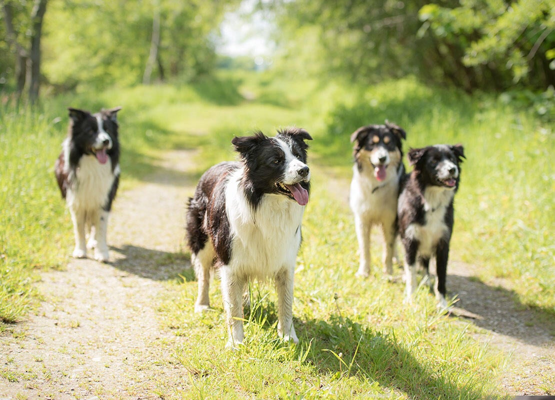 Seresto border collie 2025