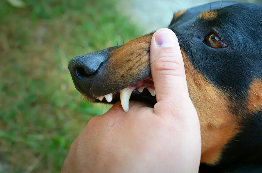 Immagine di come lavare i denti al cane