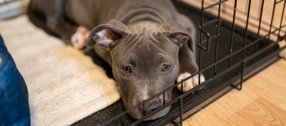 Hoe zorg je ervoor dat je puppy 's nachts doorslaapt?