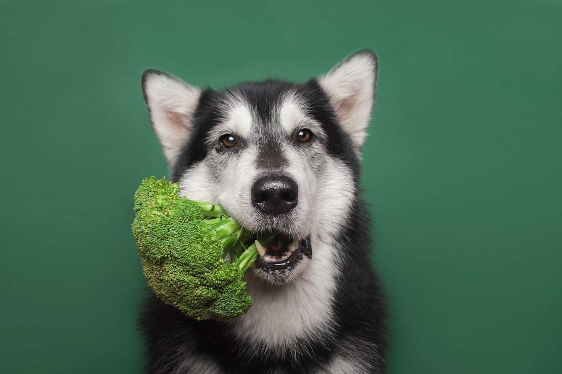 czy psy powinny jeść warzywa