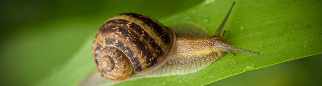 Slug on leaf