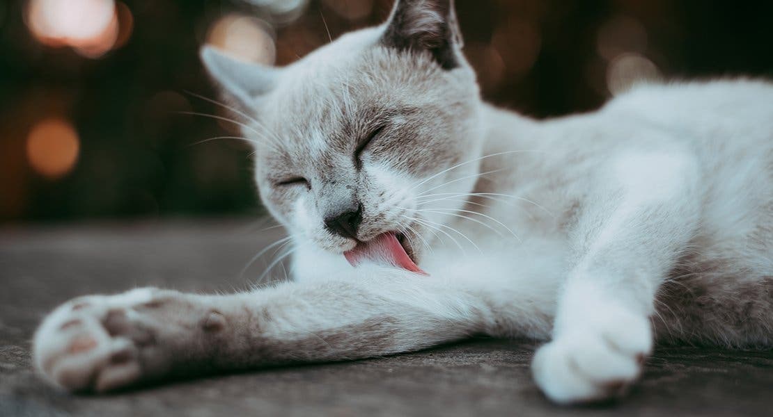 A cat grooming its arm with its tongue while lying on the ground.