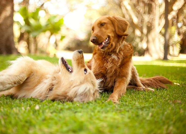 Deux chiens jouant ensemble dans l’herbe